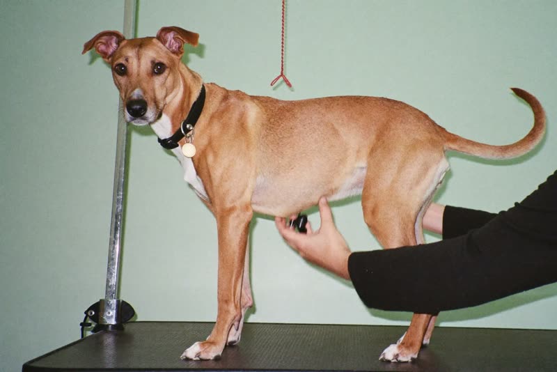 A dog standing calmly on a grooming table while being handled