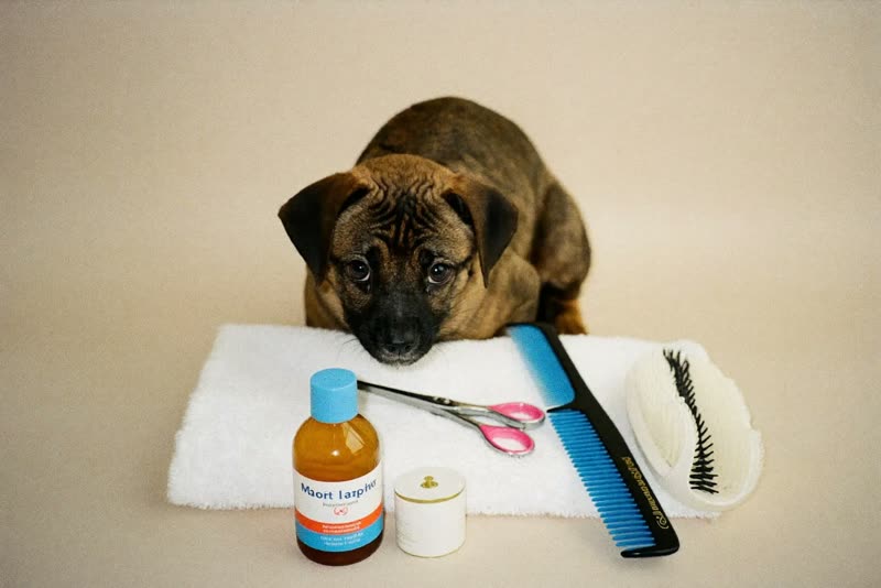 Grooming brushes, comb, clippers and a folded towel laid out on a pastel surface