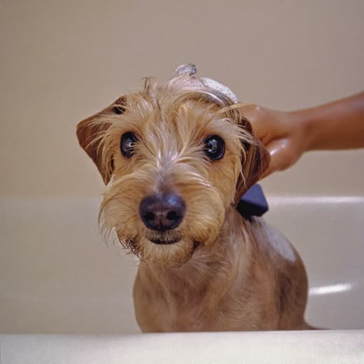 A small dog being washed and lathered during a bath