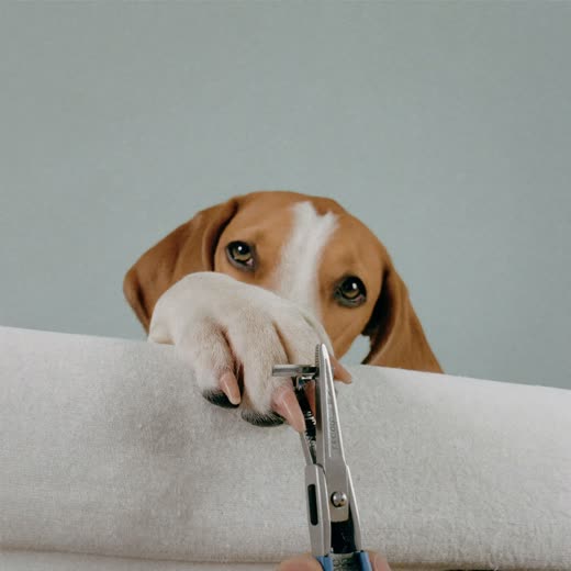 A dog's paw having its nails clipped