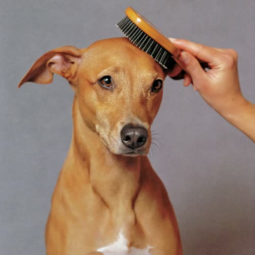 A short-haired dog being brushed
